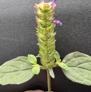 Prunella vulgaris at Northangera, NSW - 17 Jan 2022 03:33 PM