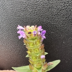 Prunella vulgaris at Northangera, NSW - 17 Jan 2022 03:33 PM