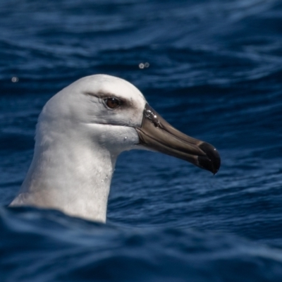 Thalassarche impavida (Campbell Albatross) at Undefined - 30 Aug 2018 by rawshorty