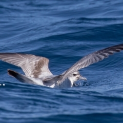 Pachyptila turtur at Undefined - 30 Aug 2018 10:47 AM