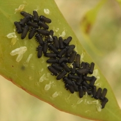 Paropsisterna cloelia (Eucalyptus variegated beetle) at Lions Youth Haven - Westwood Farm A.C.T. - 17 Jan 2022 by HelenCross