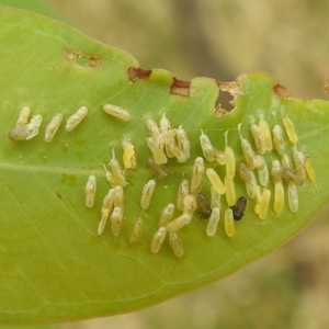 Paropsisterna cloelia at Stromlo, ACT - 17 Jan 2022 01:11 PM