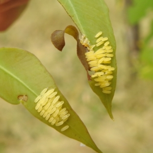 Paropsisterna cloelia at Stromlo, ACT - 17 Jan 2022 01:11 PM