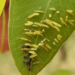 Paropsisterna cloelia at Stromlo, ACT - 17 Jan 2022 01:11 PM