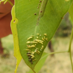 Paropsisterna cloelia at Stromlo, ACT - 17 Jan 2022 01:11 PM