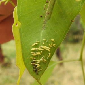 Paropsisterna cloelia at Stromlo, ACT - 17 Jan 2022 01:11 PM