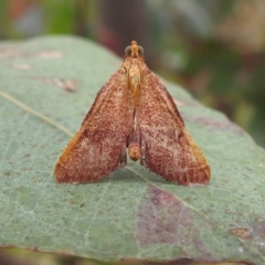 Endotricha pyrosalis (A Pyralid moth) at Stromlo, ACT - 17 Jan 2022 by HelenCross