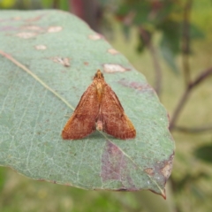 Endotricha pyrosalis at Stromlo, ACT - 17 Jan 2022