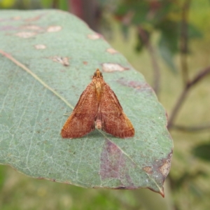 Endotricha pyrosalis at Stromlo, ACT - 17 Jan 2022