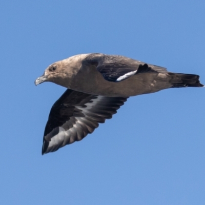 Stercorarius maccormicki (South Polar Skua) at Undefined - 30 Aug 2018 by rawshorty