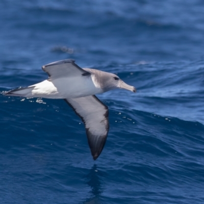 Thalassarche cauta (Shy Albatross) at Undefined - 30 Aug 2018 by rawshorty