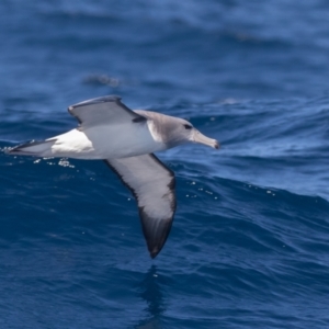 Thalassarche cauta (Shy Albatross) at Undefined by rawshorty