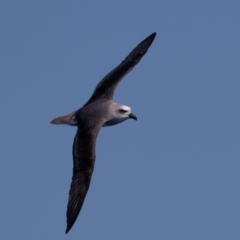 Pterodroma lessonii (White-headed Petrel) at Undefined - 30 Aug 2018 by rawshorty