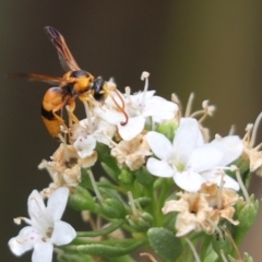 Anterhynchium nigrocinctum (A potter wasp) at Parkes, ACT - 7 Jan 2020 by Tammy