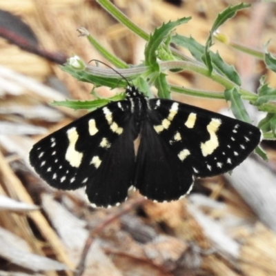 Phalaenoides tristifica (Willow-herb Day-moth) at Acton, ACT - 17 Jan 2022 by JohnBundock