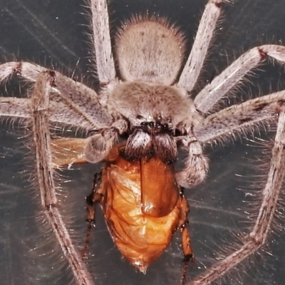 Isopeda canberrana (Canberra Huntsman Spider) at Wanniassa, ACT - 16 Jan 2022 by JohnBundock
