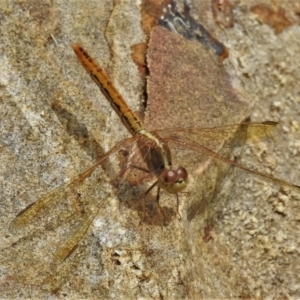 Diplacodes haematodes at Acton, ACT - 17 Jan 2022 11:34 AM