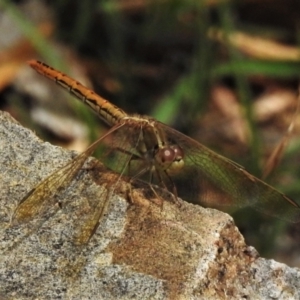 Diplacodes haematodes at Acton, ACT - 17 Jan 2022 11:34 AM