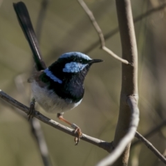 Malurus cyaneus (Superb Fairywren) at Hackett, ACT - 15 Jan 2022 by trevsci