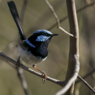 Malurus cyaneus (Superb Fairywren) at Mount Ainslie - 15 Jan 2022 by trevsci