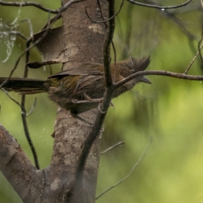 Psophodes olivaceus (Eastern Whipbird) at Monga National Park - 15 Jan 2022 by trevsci