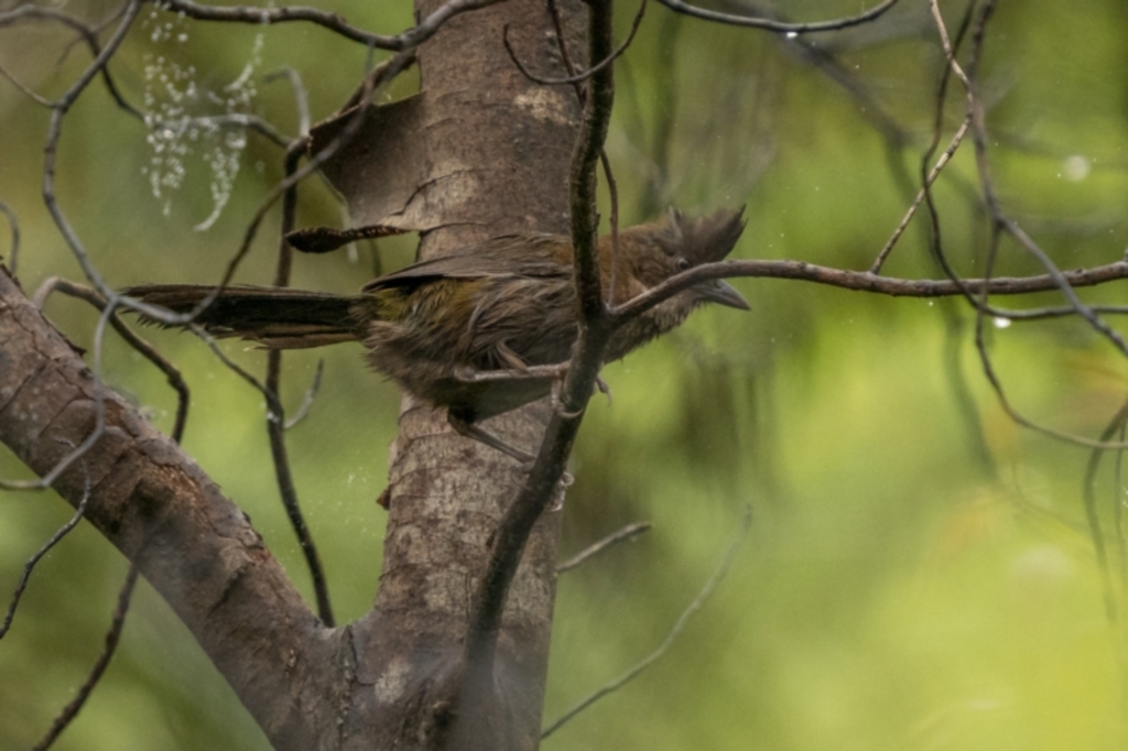Psophodes olivaceus at Monga, NSW - 16 Jan 2022