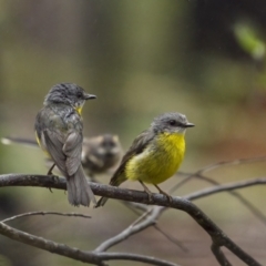 Eopsaltria australis (Eastern Yellow Robin) at Monga, NSW - 16 Jan 2022 by trevsci