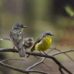 Eopsaltria australis at Monga, NSW - 16 Jan 2022