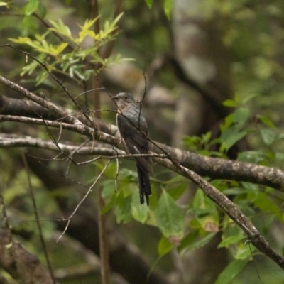 Cacomantis flabelliformis (Fan-tailed Cuckoo) at QPRC LGA - 15 Jan 2022 by trevsci