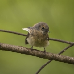 Rhipidura albiscapa (Grey Fantail) at Monga, NSW - 16 Jan 2022 by trevsci