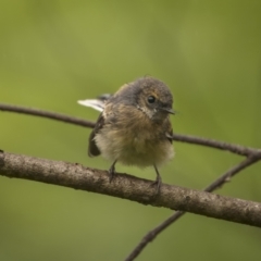 Rhipidura albiscapa (Grey Fantail) at Mongarlowe River - 15 Jan 2022 by trevsci