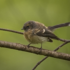 Rhipidura albiscapa at Monga, NSW - 16 Jan 2022