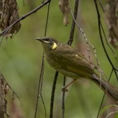 Meliphaga lewinii (Lewin's Honeyeater) at Monga, NSW - 15 Jan 2022 by trevsci