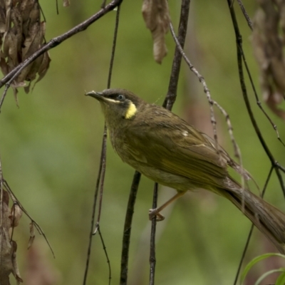 Meliphaga lewinii (Lewin's Honeyeater) at QPRC LGA - 15 Jan 2022 by trevsci