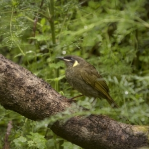 Meliphaga lewinii at Monga, NSW - 16 Jan 2022