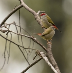 Neochmia temporalis (Red-browed Finch) at Monga, NSW - 16 Jan 2022 by trevsci