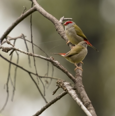 Neochmia temporalis (Red-browed Finch) at Monga National Park - 16 Jan 2022 by trevsci
