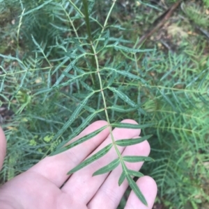 Polyscias sambucifolia at Captains Flat, NSW - 15 Jan 2022 09:38 AM