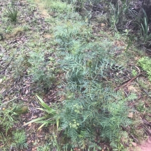 Polyscias sambucifolia at Captains Flat, NSW - 15 Jan 2022 09:38 AM