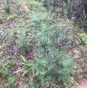 Polyscias sambucifolia at Captains Flat, NSW - 15 Jan 2022
