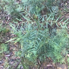 Polyscias sambucifolia at Captains Flat, NSW - 15 Jan 2022 09:38 AM