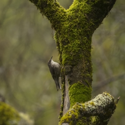 Cormobates leucophaea (White-throated Treecreeper) at Mongarlowe River - 15 Jan 2022 by trevsci