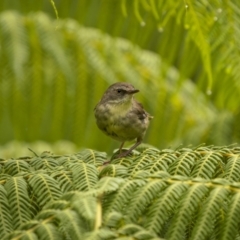 Sericornis frontalis (White-browed Scrubwren) at Monga, NSW - 15 Jan 2022 by trevsci