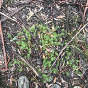 Persoonia chamaepeuce at Captains Flat, NSW - 15 Jan 2022