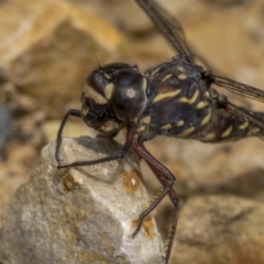 Austroaeschna obscura (Sydney Mountain Darner) at Mongarlowe River - 16 Jan 2022 by trevsci