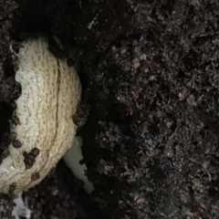 Australopacifica lucasi (A flatworm) at Tallaganda National Park - 14 Jan 2022 by Tapirlord