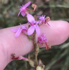 Stylidium graminifolium (grass triggerplant) at Harolds Cross, NSW - 15 Jan 2022 by Tapirlord