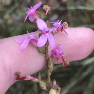 Stylidium graminifolium (Grass Triggerplant) at Harolds Cross, NSW - 14 Jan 2022 by Tapirlord