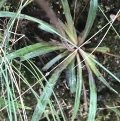 Stylidium graminifolium at Harolds Cross, NSW - 15 Jan 2022 09:44 AM