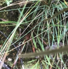 Stylidium graminifolium at Harolds Cross, NSW - 15 Jan 2022